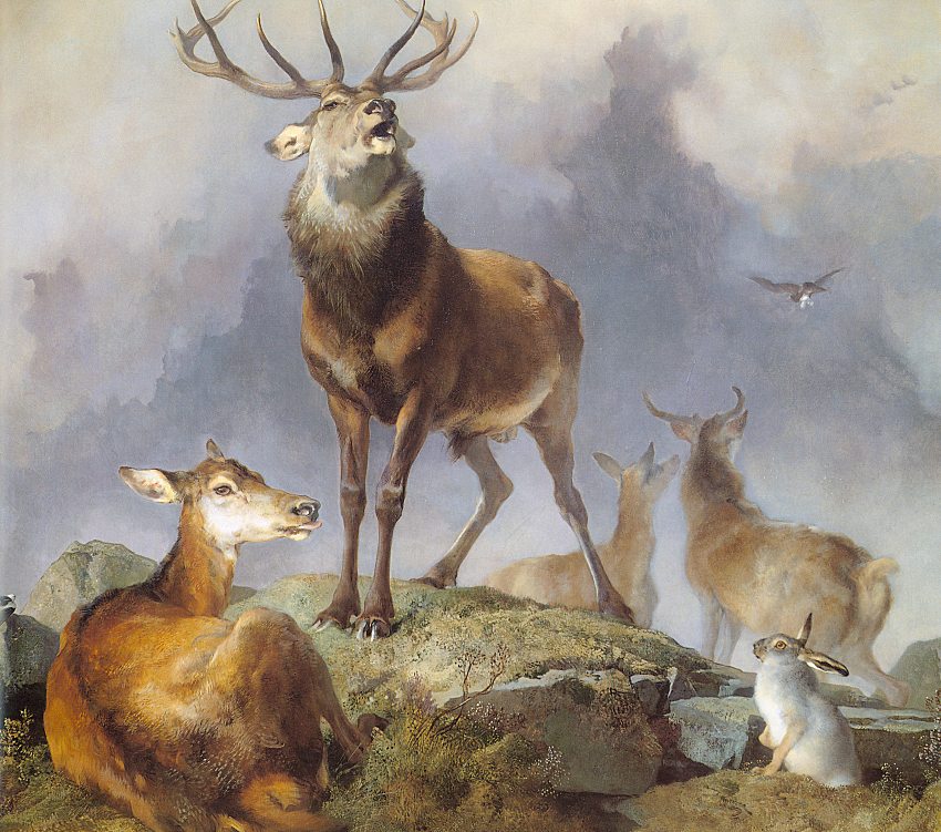 Scene in Braemar- Highland Deer