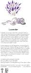 lavender2004x.jpg