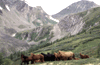 Mountains covered in greenery
below which were meadows grazed by semi-wild horses